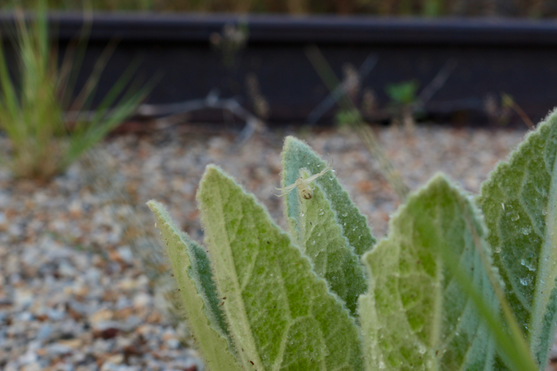 The mullein also has several chemicals that help with cough-related ailments.